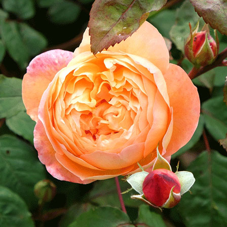Lady Emma Hamilton orange rose