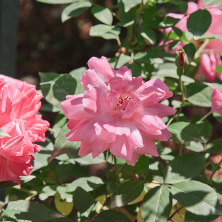 27 Most Beautiful Pink Roses Varieties In The World