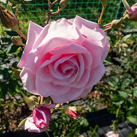 Pink coral dawn climbing rose