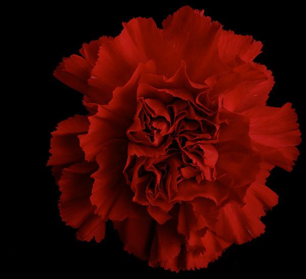 7 Most Beautiful Carnation Flowers