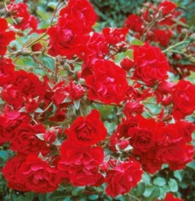 Red Meidiland is a beautiful red rose