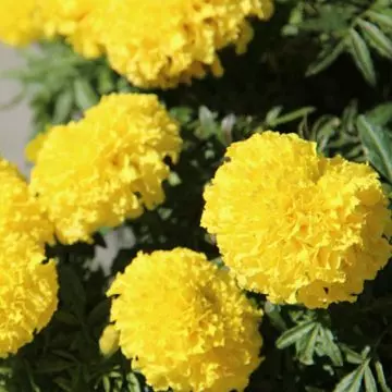 Tagetes erect discovery yellow is a beautiful marigold flower