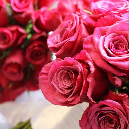 Amalia is a beautiful red rose