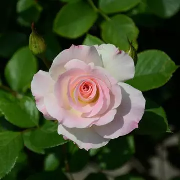 Pink American beauty rose