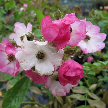 Pink ballerina rose