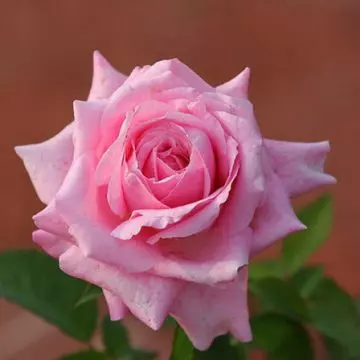 Pink Belinda's dream rose