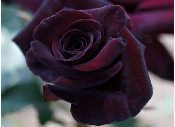 Black baccara roses is one of the most beautiful black roses
