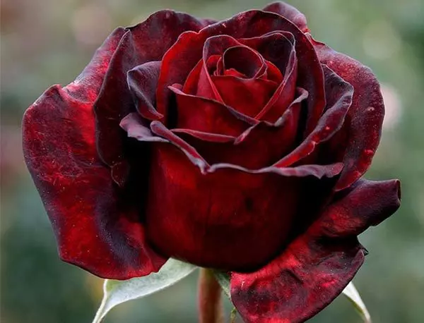 Black beauty rose is one of the most beautiful black roses