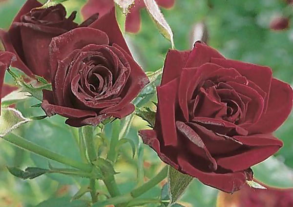 Black jade rose is one of the most beautiful black roses