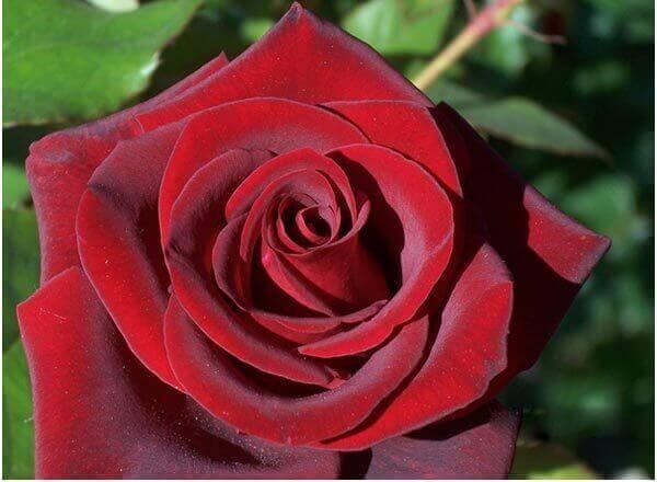 7 Most Beautiful Black Roses In The World