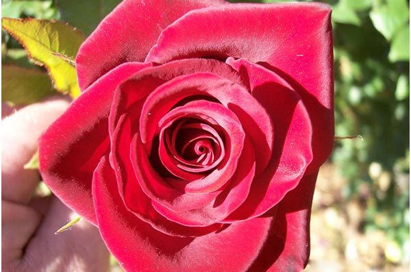 Black velvet rose flower is one of the most beautiful black roses