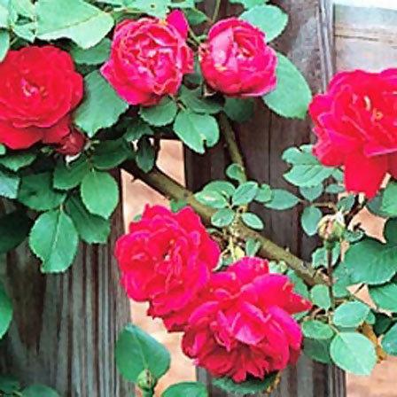 dark red blaze climbing rose