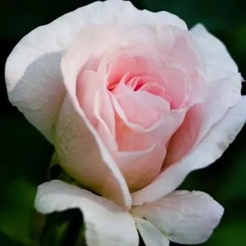 Pink blush rose