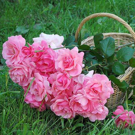 Pink bonica rose bush
