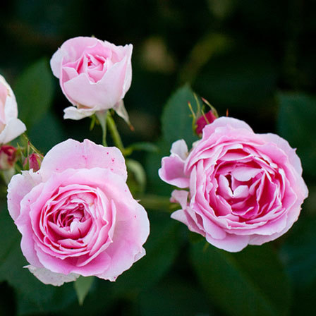 Pink carefree wonder shrub rose