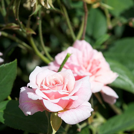 Pink 'Cecile Brunner' rose