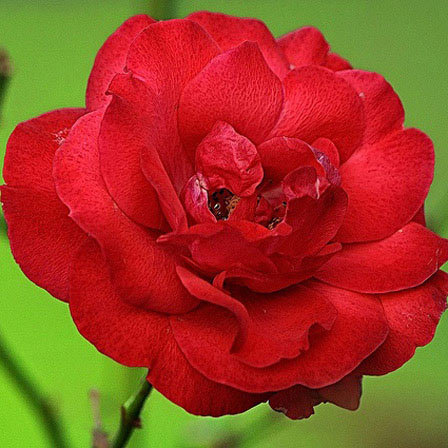 Champlain is a beautiful red rose