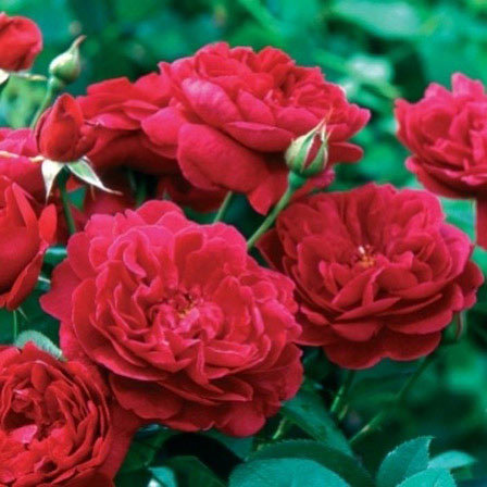The Darcy rose is a beautiful red rose