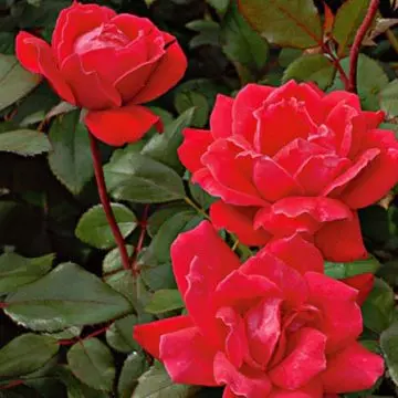 Double red knockout is a beautiful red rose