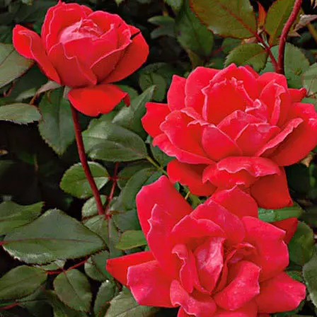 Double red knockout is a beautiful red rose