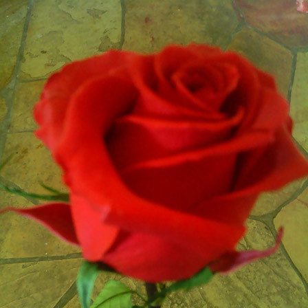 Eternity is a beautiful red rose
