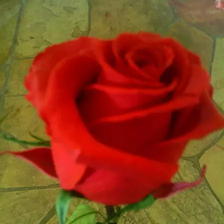 Eternity is a beautiful red rose