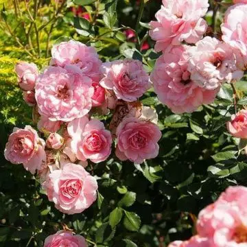 Pink fairy rose