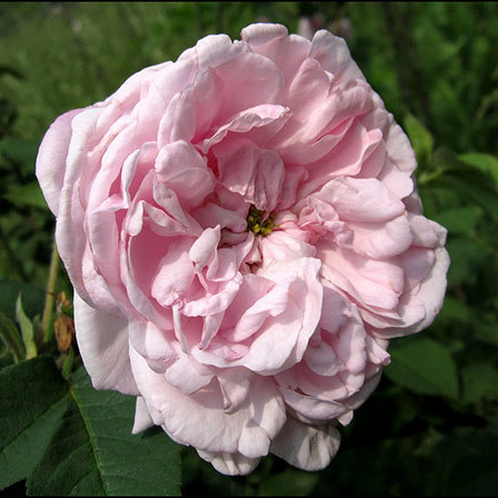 Pink 'Fantin Latour' rose