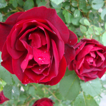 Hope for humanity is a beautiful red rose