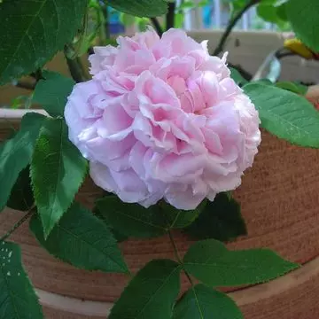 Pink 'Jacques Cartier' rose