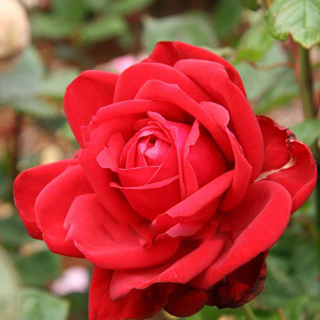 Loving memory is a beautiful red rose