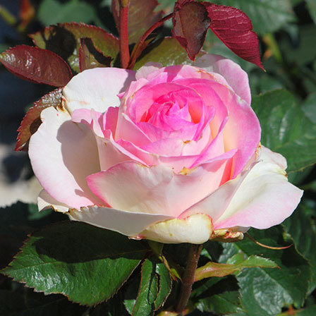 Pink moonstone rose