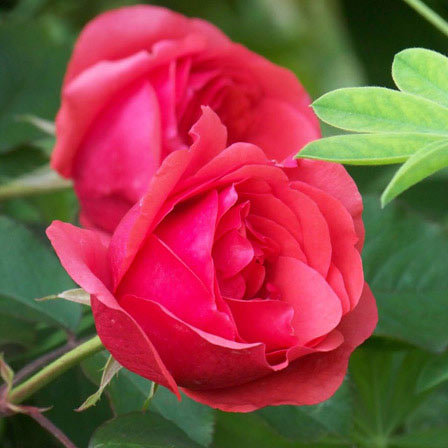 Morden fireglow is a beautiful red rose