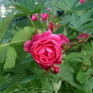 Morden ruby is a beautiful red rose