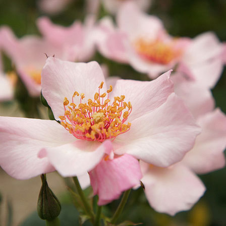 Paulsen's pearl pink rose
