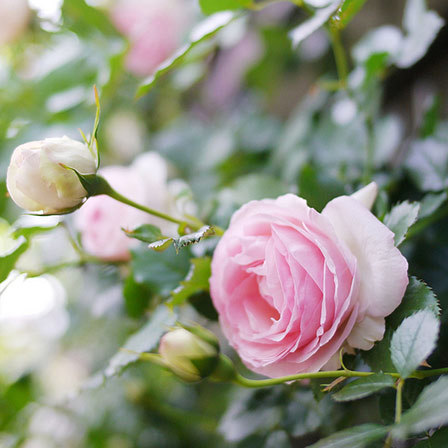 Pink 'Pierre De Ronsard' rose