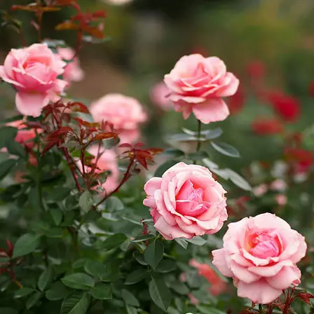 Pink parfait rose