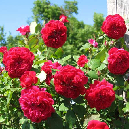 Quadra is a beautiful red rose