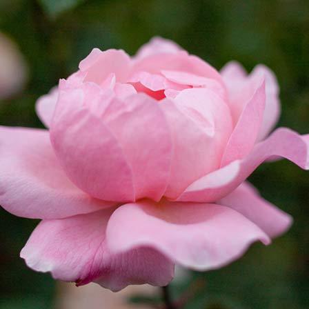 Pink 'Queen Elizabeth' rose