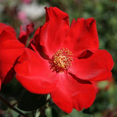 Rsa altissimo is a beautiful red rose