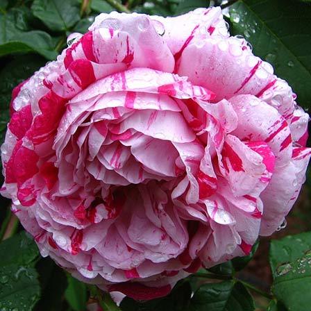 Pink 'Rosa Variegata Di Bologna' rose