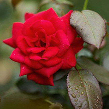 Super hero is a beautiful red rose