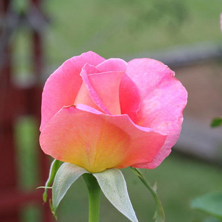 Pink 'Tiffany' rose