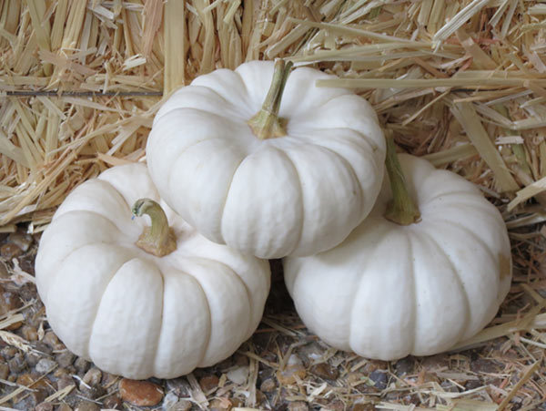 Benefits of White pumpkin