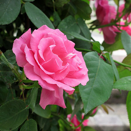 Pink 'Zephirine Drouhin' rose