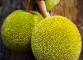 10 Amazing Benefits & Uses Of Breadfruit For Skin, Hair and Health