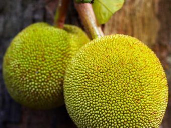 10 Amazing Benefits Of Breadfruit (Bakri Chajhar) For Skin, Hair And Health