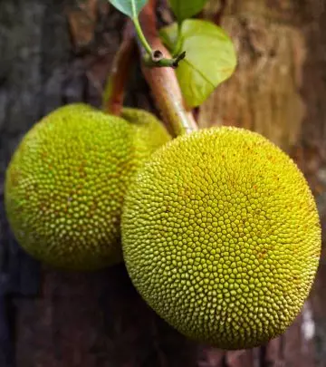 10 Amazing Benefits Of Breadfruit (Bakri Chajhar) For Skin, Hair And Health