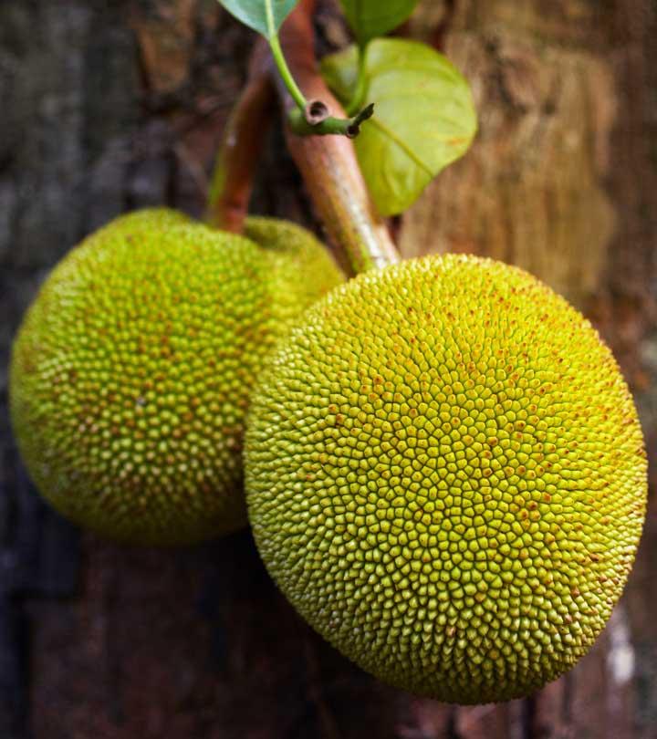 Breadfruit