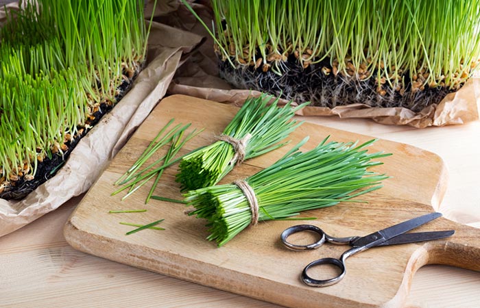 Freshly harvested wheatgrass with scissors on a wooden cutting board